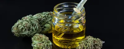 Image of marijuana buds surrounding a small jar of cannabis oil.