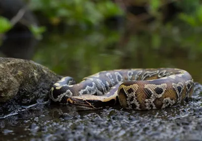 Sumatran Red Blood Python commonly known as red short-tailed python against a forest-like background.