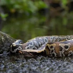 Sumatran Red Blood Python commonly known as red short-tailed python against a forest-like background.