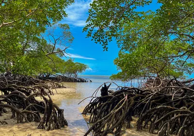 Mangroves, the only plants that can live in saltwater, thrive in their natural habitat.
