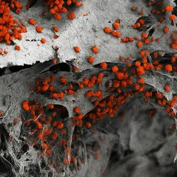 A scanning electron microscopy image shows a scaffold imitating the bone surrounding the bone marrow with blood cell organoids derived from human induced pluripotent stem cells (red). 