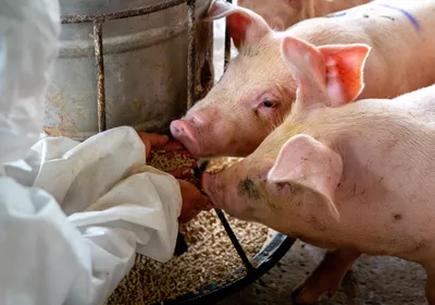 A scientist wears white protective outfit while feeding two pigs on a farm.