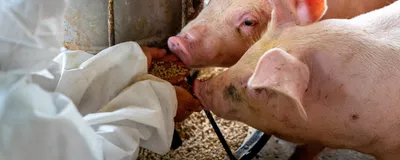 A scientist wears white protective outfit while feeding two pigs on a farm.