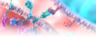 Chimeric antigen receptors expressed by a T cell binding to the membrane surface receptor on a cancer cell