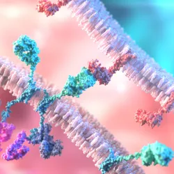 Chimeric antigen receptors expressed by a T cell binding to the membrane surface receptor on a cancer cell