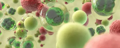 3D illustration of green and red stem cells floating on a green background. 3D illustration of green and red stem cells floating on a green background.