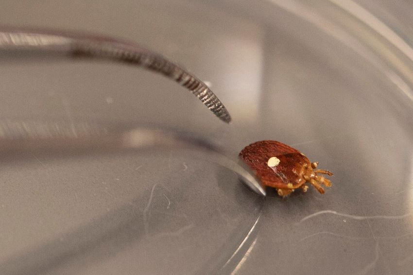 Photograph of a reddish brown tick with a white spot on its back in a plastic dish with the ends of a pair of forceps visible on the left.