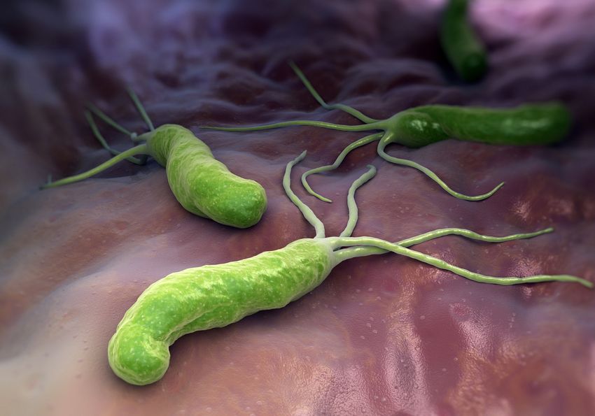 An illustration shows Heliobacter pylori bacteria in green in contact with the lining of the stomach in pink.