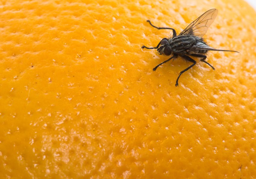 A closeup of a housefly sitting on an orange.