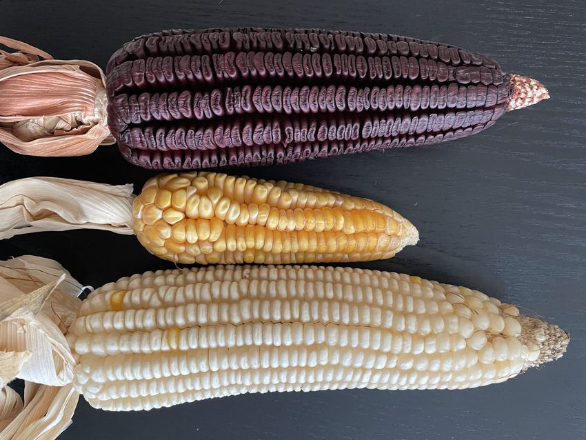 Se muestran maíz con granos morados, granos amarillos y granos blancos. Se muestran maíz con granos morados, granos amarillos y granos blancos.