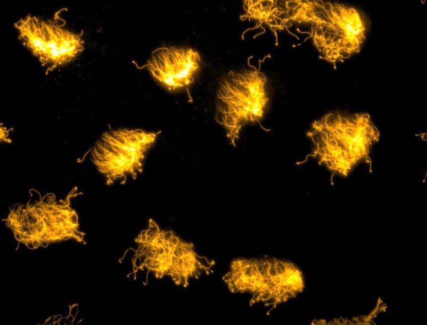 A high magnification image of the cilia present on xenobots.