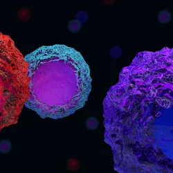 3D illustration showing three differently colored semi-translucent cells, representing different T cell subtypes, on a black background. A purple cell is in the front on the right, a red cell is on the left, and a blue cell sits behind the red one. 