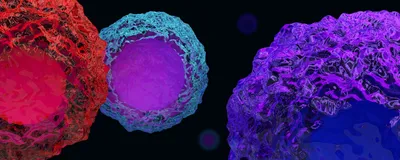 3D illustration showing three differently colored semi-translucent cells, representing different T cell subtypes, on a black background. A purple cell is in the front on the right, a red cell is on the left, and a blue cell sits behind the red one. 