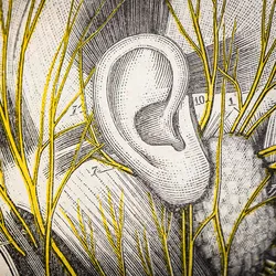 An old medical illustration features the ear in the center with nerves of the head shown in yellow.