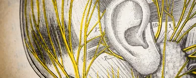 An old medical illustration features the ear in the center with nerves of the head shown in yellow.