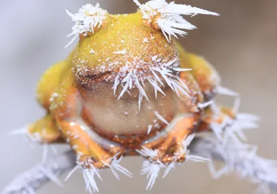 A yellow-colored frozen frog. A yellow-colored frozen frog.