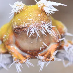 A yellow-colored frozen frog.