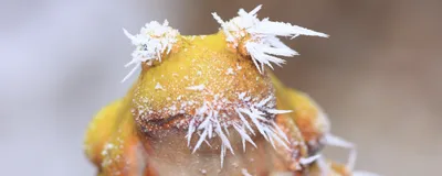 A yellow-colored frozen frog.