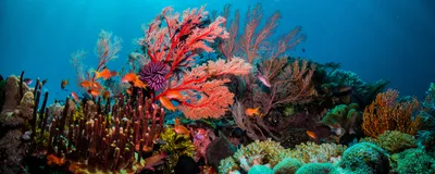 A colorful coral reef sits just beneath the surface of the ocean.
