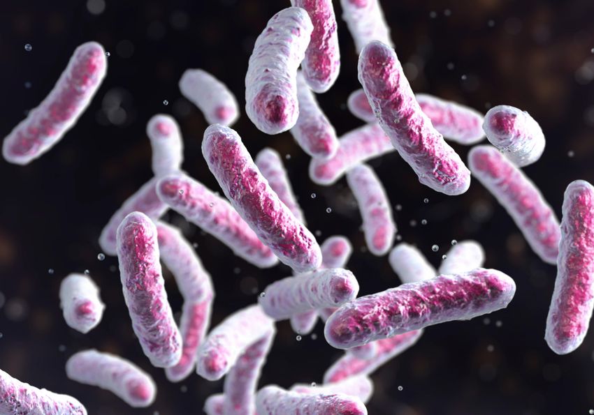 An illustration of pink rod-shaped bacteria suspended in front of a dark background.