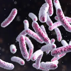 An illustration of pink rod-shaped bacteria suspended in front of a dark background. An illustration of pink rod-shaped bacteria suspended in front of a dark background.