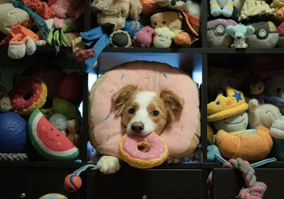 A border collie holds a pink donut toy in her mouth and another one around her neck while surrounded by a cabinet full of dog toys.