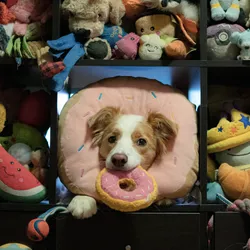 A border collie holds a pink donut toy in her mouth and another one around her neck while surrounded by a cabinet full of dog toys.