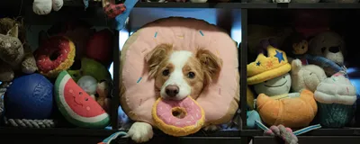 A border collie holds a pink donut toy in his mouth and another one around his neck while surrounded by a cabinet full of dog toys.