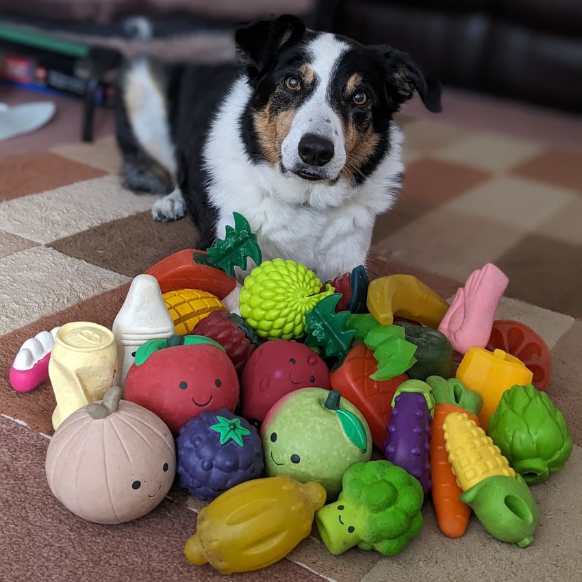 Bryn the border collie lays down behind a pile of fruit-shaped dog toys and looks at the camera.