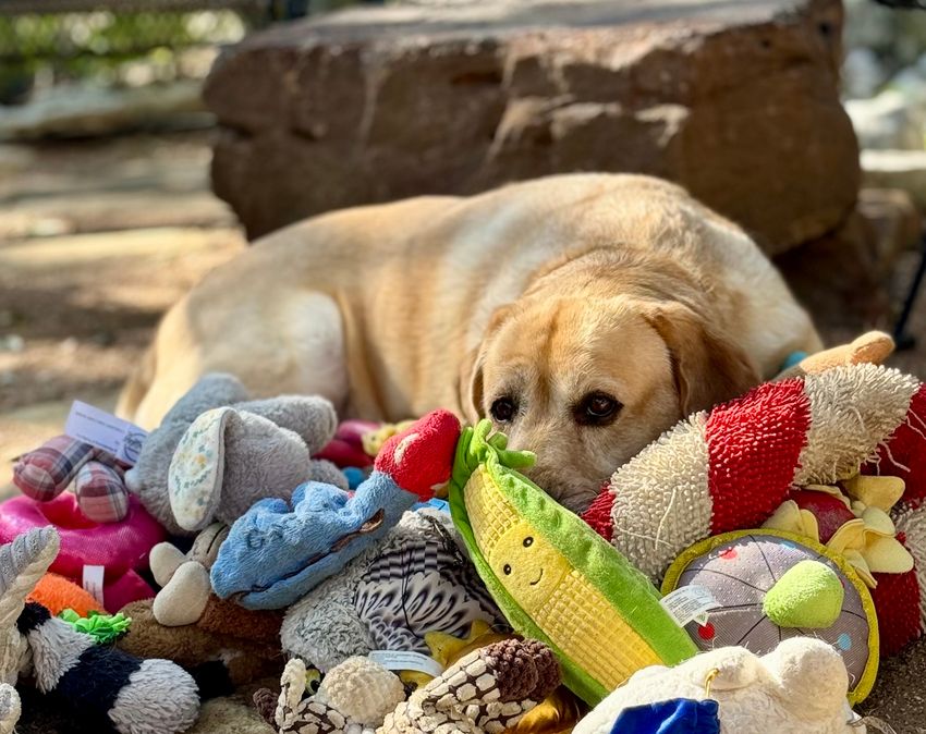 Augie, a yellow lab, lays down amongst his toys in front of a rock outdoors.