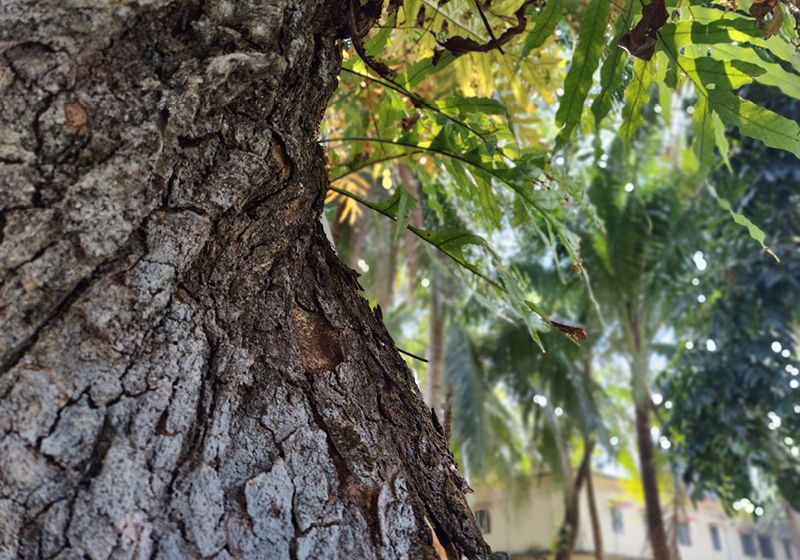 Microbes in Tree Bark Cycle Greenhouse Gases