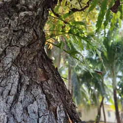 A close-up picture of a tree trunk in a forest. Bark microbiota cycles greenhouse gases. 