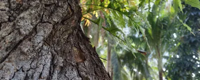 A close-up picture of a tree trunk in a forest. Bark microbiota cycles greenhouse gases. 