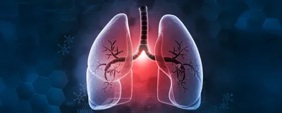 Image of the lungs against a blue background. Image of the lungs against a blue background.