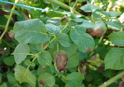 Photograph of green leaves of a crop plant. Some leaves have turned brown from an infection, but others remain bright green and healthy. This illustrates how plants use signaling molecules to warn distant cells of danger and to protect themselves. 