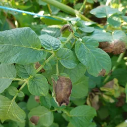 Photograph of green leaves of a crop plant. Some leaves have turned brown from an infection, but others remain bright green and healthy. This illustrates how plants use signaling molecules to warn distant cells of danger and to protect themselves. Photograph of green leaves of a crop plant. Some leaves have turned brown from an infection, but others remain bright green and healthy. This illustrates how plants use signaling molecules to warn distant cells of danger and to protect themselves.