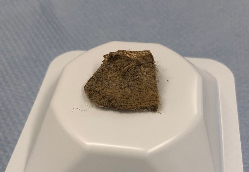 Photograph of a brown piece of tissue from a woolly rhinoceros. The sample is roughly square in shape and covered in long, brown hair. It’s sitting on top of a white, plastic specimen dish that’s been turned upside down on a lab bench.