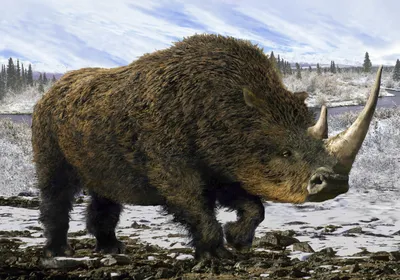 Illustration of a brown woolly rhinoceros, which resembles a modern rhinoceros but with brown fur, standing against wintry tundra. 