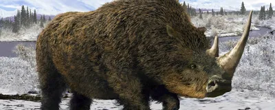 Illustration of a brown woolly rhinoceros, which resembles a modern rhinoceros but with brown fur, standing against wintry tundra. 