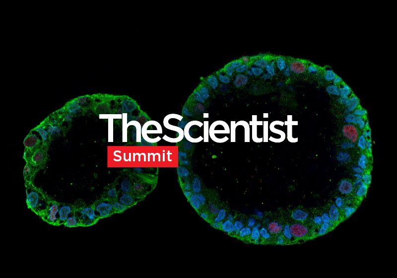 Advancing Drug Discovery with Complex Human In Vitro Models | The Scientist