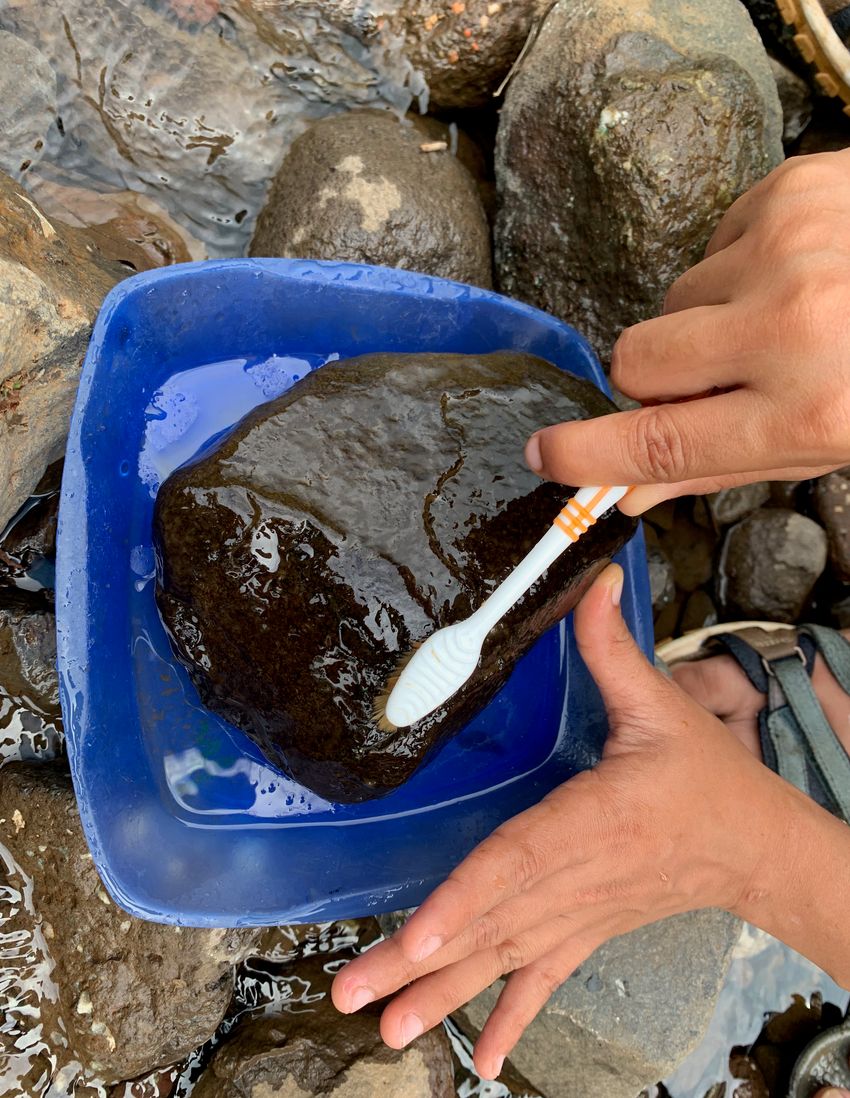 A stone covered in brown biofilm kept in a blue tray against the background of more greyish-brown stones. Two hands hold the biofilm-covered stone and a toothbrush.