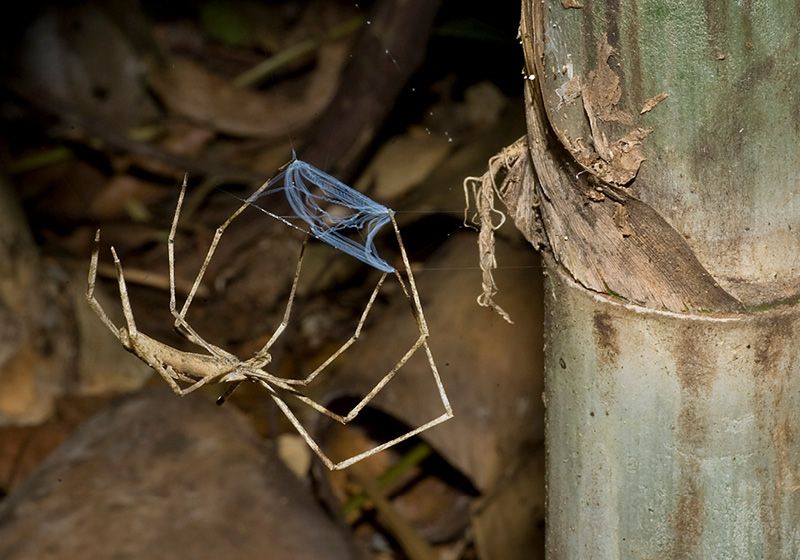 Spider Silk Threads May Inspire New Polymers