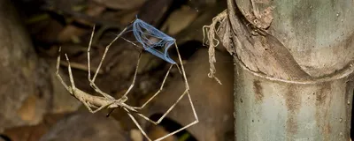 Image of a netcasting spider.