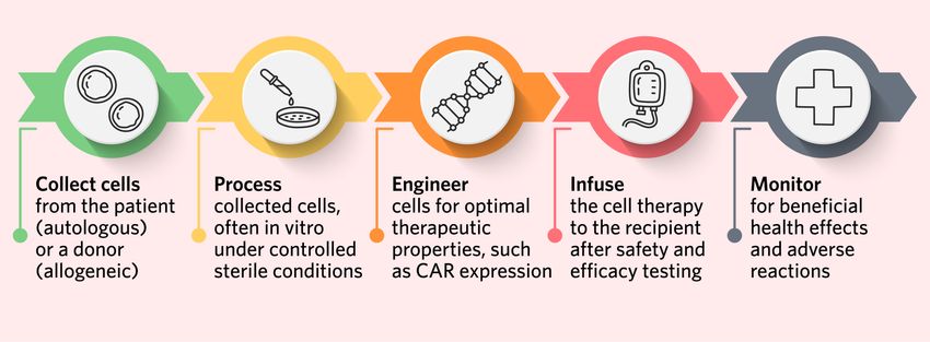 Cell therapy development involves several stages. Researchers collect cells, either from the patient (autologous) or donor (allogeneic). They process the cells in vitro under controlled sterile conditions and engineer them for optimal therapeutic properties, such as CAR expression. After safety and efficacy testing, the cell therapy may be infused into the patient, who is then monitored for health outcomes and adverse reactions.