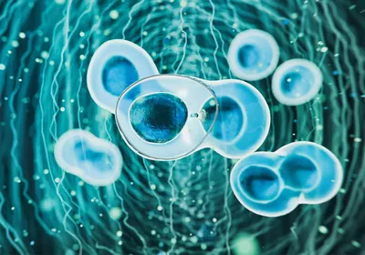 An illustration of living cells, reflecting advancements in cell therapy research