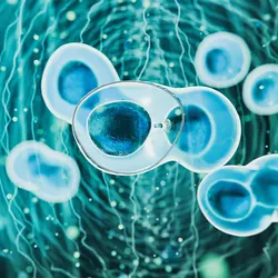 An illustration of living cells, reflecting advancements in cell therapy research