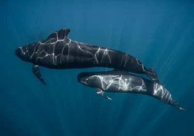 Two pilot whales swimming in the ocean.