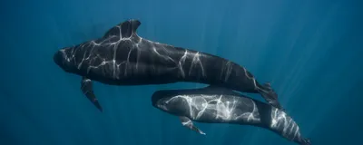 Two pilot whales swimming in the ocean.