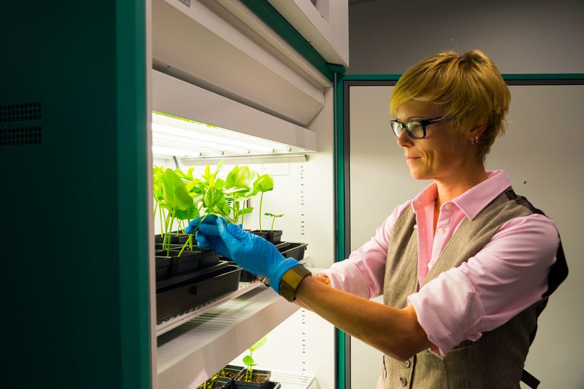 Image of Nicole Steinmetz handling plants growing in the laboratory.