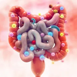 An illustration of the gut along with commensal microbes. Modifying these bacteria helped develop a biosensor to monitor gut health in mice.